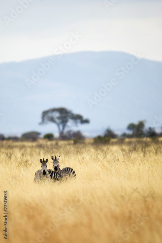 Photo: Wild Zebra Wild Zebra