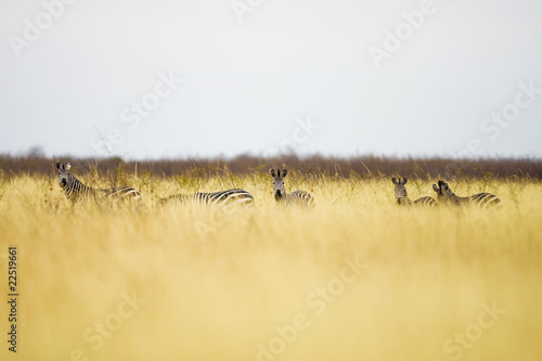 Photo: Wild African Zebra Herd Wild African Zebra Herd