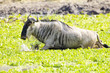Wildebeest Migration