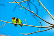 Wild pair of lovebirds