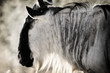 Wildebeest