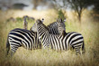 Cuddling Zebras