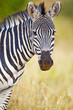 Wild Zebra