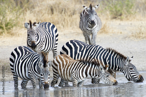 Photo: Zebra Zebra