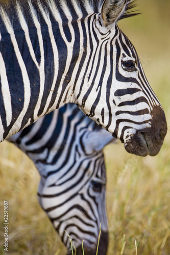 Photo: Zebra Zebra