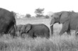 Elephant Herd