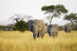 Elephant Herd