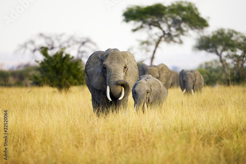 Foto: Wild Elephant Wild Elephant