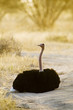 Ostrich