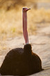 Ostrich