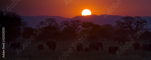 Photo: Elephants at Sunset Elephants at Sunset