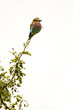 Lilac Breasted Roller