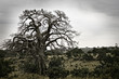 Dark African Scenery