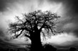 Baobab Tree