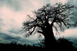 African Baobab Tree