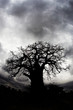 Baobab Tree