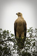 African Martial Eagle
