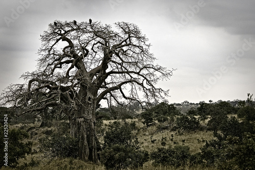 Photo: Dark African Scenery Dark African Scenery