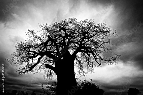 Photo: Baobab Tree Baobab Tree