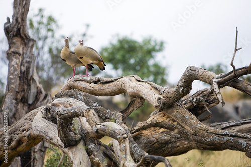 Photo: Egyptian Goose Egyptian Goose