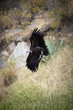 Vulture