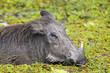 warthog