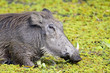 warthog