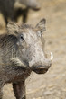 warthog