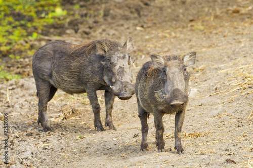 Photo: Wild African Warthog Wild African Warthog