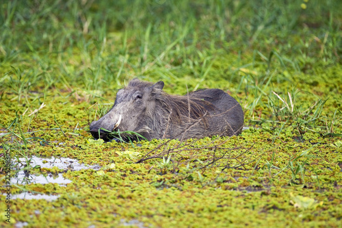 Foto: Warthog Warthog
