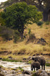 Wild Elephants Drinking from Stream