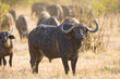 Cape Buffalo