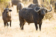 Cape Buffalo