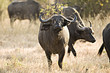 Cape Buffalo