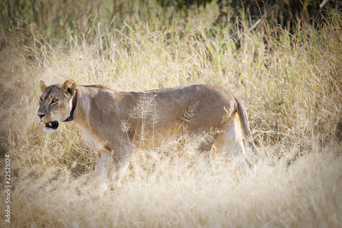 Photo: Lion wearing a tracking collar Lion wearing a tracking collar