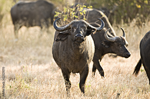 Foto: Cape Buffalo Cape Buffalo