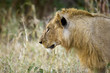 Male Lion