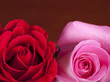 two roses