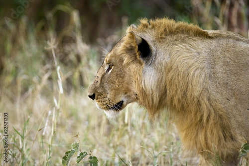 Photo: Male Lion Male Lion