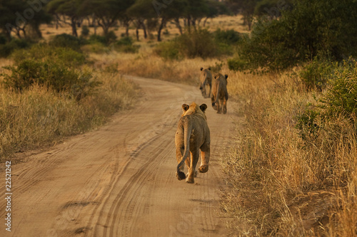 Photo: Lions running down road Lions running down road