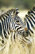Wild African Zebra