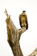 Vulture