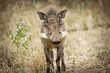 Wild Warthog