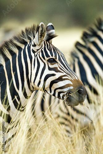 Photo: Wild African Zebra Wild African Zebra