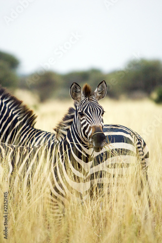 Photo: zebra zebra