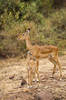 Mother and Baby African Impala
