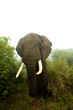 Wild Elephant