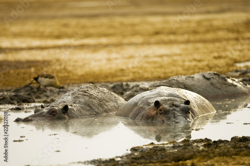 Photo: Hippo Hippo