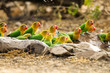 Wild Lovebirds