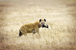 Hungry Hyena